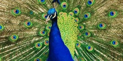 peacock5